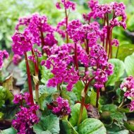 Саженец «Бадан Cordifolia» клубень, 1 шт