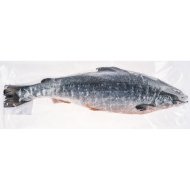 Лосось атлантический (Семга) с головой, потрошеный, замороженный, 1 кг, фасовка 1.5&nbsp;-&nbsp;1.7 кг