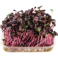 Микрозелень Редис Санго, 60 г