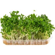 Микрозелень Капусты брокколи, 30 г