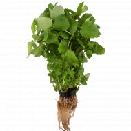 Мелисса, 50 г