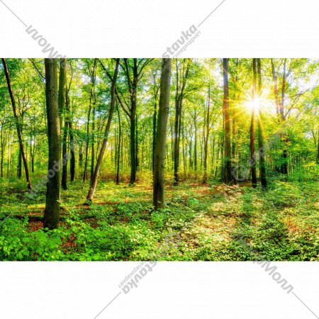 Фотообои «Citydecor» Солнечный лес, 4 листа, 400х254 см