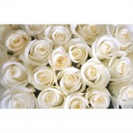 Фотообои «Citydecor» Бутоны роз, 4 листа, 400х254 см
