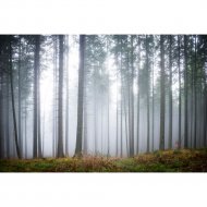 Фотообои «Citydecor» Лес в тумане 2, 4 листа, 400х254 см