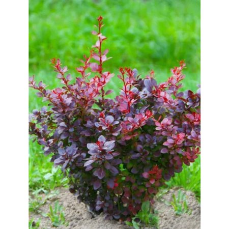 Саженец «Барбарис тунберга Atropurpurea» горшок Р9, 40-50 см