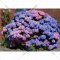 Саженец «Гортензия Bouquet Rose» горшок Р9, 30-50 см