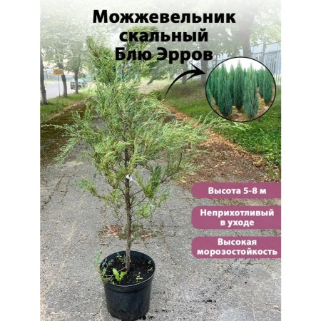 Саженец «Можжевельник Blue Arrow» горшок С10, 100-120 см