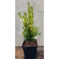 Саженец «Самшит вечнозеленый» Р13, 20-40 см