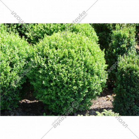 Саженец «Самшит вечнозеленый» С2, 20-30 см