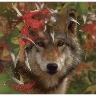 Картина по номерам «Рыжий кот» Холст. Волк в осеннем лесу, Х-1982