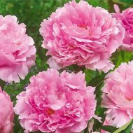 Семена цветов «Пион Pink» 37475, р.1/2, клубень, 1 шт