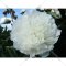 Семена цветов «Пион White» 37476, р.1/2, клубень, 1 шт