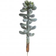 Искусственное растение «Canea» Суккулент, 193CAN50176, 30х9 см