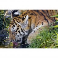 Картина по номерам «Рыжий кот» Тигр на водопое, Х-3537