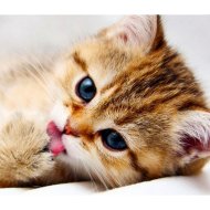 Алмазная живопись «Darvish» Милый котенок, DV-9512-4, 30х40 см