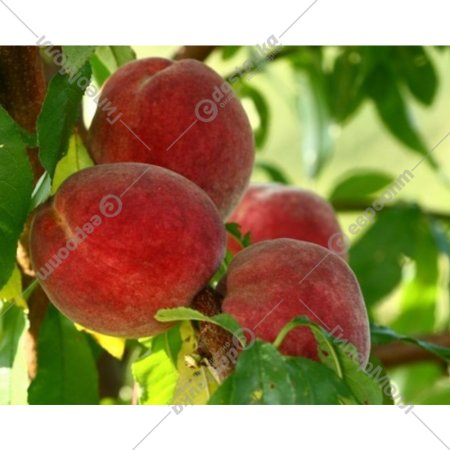 Саженец дерева «Zelensad» Персик Рубино Красный, среднее созревание