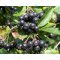 Саженец дерева «Zelensad» Рябина черноплодная Рубино, среднее созревание