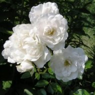 Саженец «Красный клен» Роза миниатюрная White Fairy, Roswfc2v21