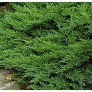 Саженец «Красный клен» Можжевельник казацкий Tamariscifolia, Xjuntamc3_22v19, 20-30 см