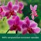 Крем-гель «Palmolive» черная орхидея и увлажняющее молочко, 750 мл