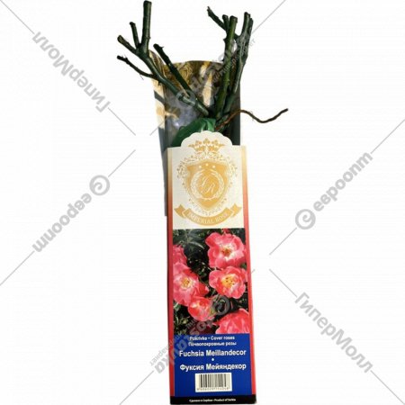 Саженец «Роза Fuchsia Meillandecor»