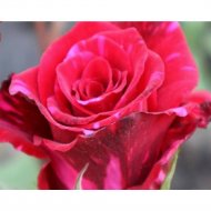 Саженец кустарника «Zelensad» Роза чайно-гибридная Крейзи Ван