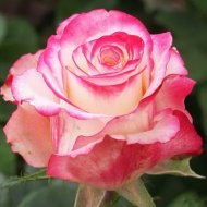 Саженец кустарника «Zelensad» Роза чайно-гибридная Свитнесс