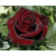 Саженец кустарника «Zelensad» Роза чайно-гибридная Черная магия