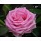 Саженец кустарника «Zelensad» Роза чайно-гибридная Аква