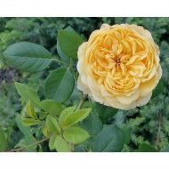 Саженец кустарника «Zelensad» Роза пионовидная Беатрис