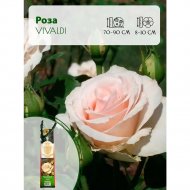 Саженец «Роза Vivaldi чайно-гибридная» С3
