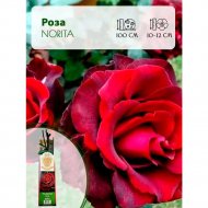 Саженец «Роза Norita чайно-гибридная» С3