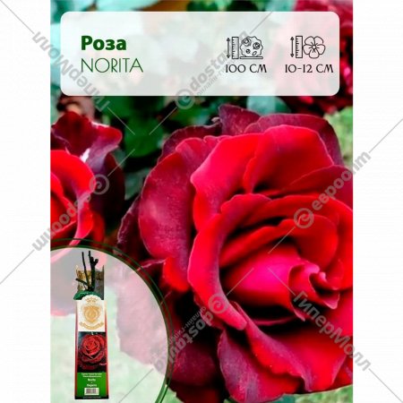 Саженец «Роза Norita чайно-гибридная» С3