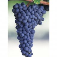 Саженец «Виноград Alden» Р9, 15-25 см