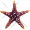 Декорация для аквариума «Laguna AQUA» Морская звезда,160х160х30 мм, 74004166