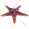 Декорация для аквариума «Laguna AQUA» Морская звезда,160х160х30 мм, 74004166