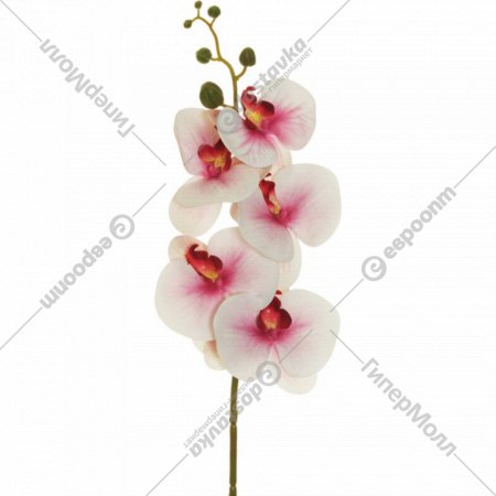 Искусственный цветок «Koopman» Фаленопсис, 80-384775, кремово-розовая фуксия, 64 см