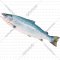 Рыба свежемороженая «РыбаХит» лосось атлантический, 1 кг, фасовка 1 - 1.5 кг