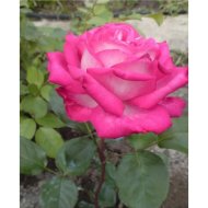Саженец «Роза Rose Gaujard» чайно-гибридная
