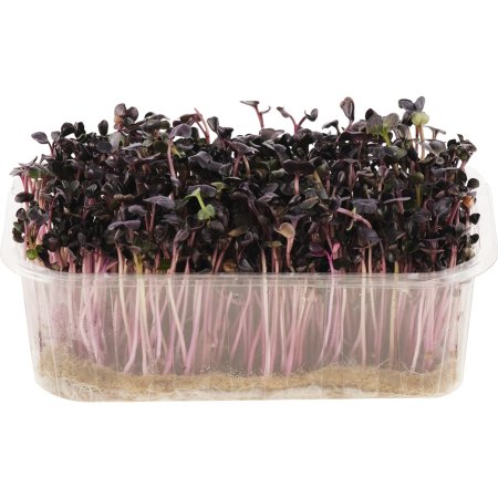 Микрозелень «Редис зфиолетовый» в растущем виде, 30 г