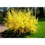 Саженец «Форзиция Lynwood Gold» горшок, С1