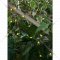 Светодиодная гирлянда «Чудесный Сад» Ананасы, GRG-A550, 5 м