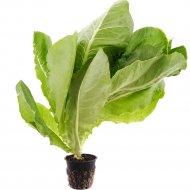 Салат листовой «Ромен» в горшке, 125 г