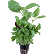 Базилик, 50 г