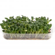 Микрозелень растительная «ГриоБел» Бараго 30 г
