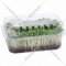 Микрозелень «ГриоБел» капуста брокколи РААБ, 30 г