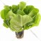 Салат латук маслянистый, зеленый в горшочке, свежий, 90 г