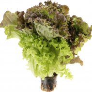 Микс салатов латук, трио в горшочке, свежий, 160 г