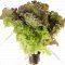 Микс салатов латук, трио в горшочке, свежий, 160 г
