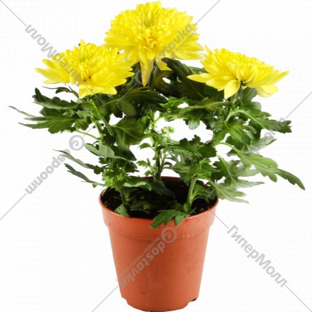 Цветок «Хризантема Зембла» в горшке, желтый.